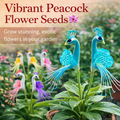 Vibrant Peacock Flower Seeds Pack of 1